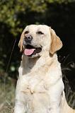 LABRADOR 760